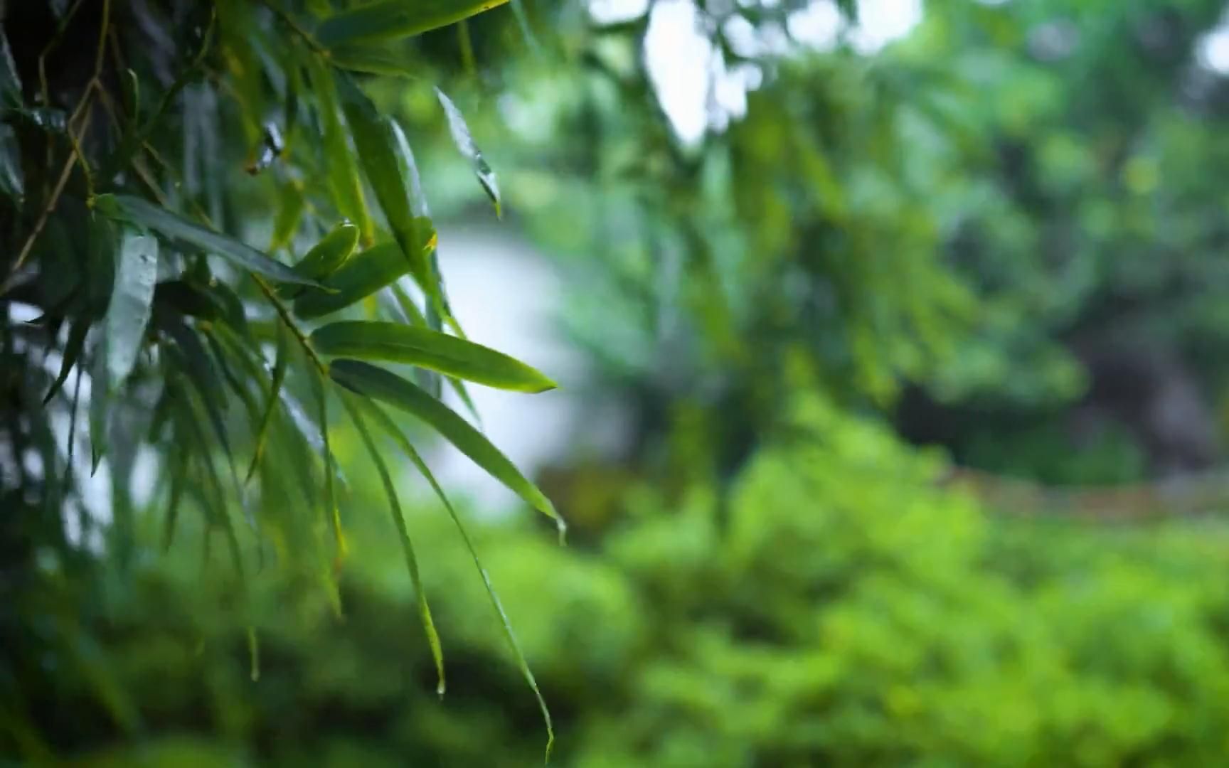 [图]一首《竹林深处》带给您阵阵清风，丝丝清凉！