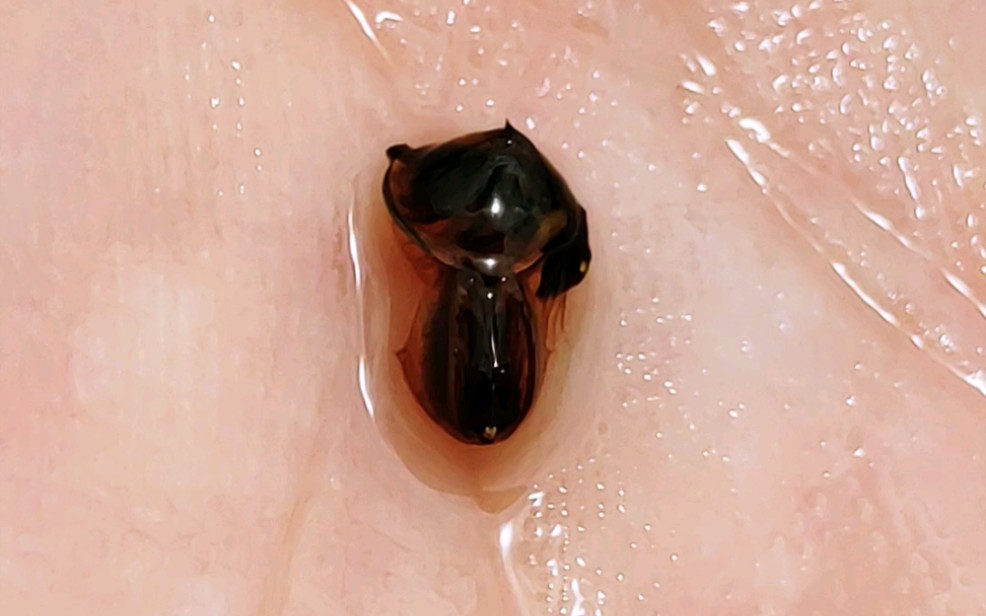 带壳的虫子 会游泳