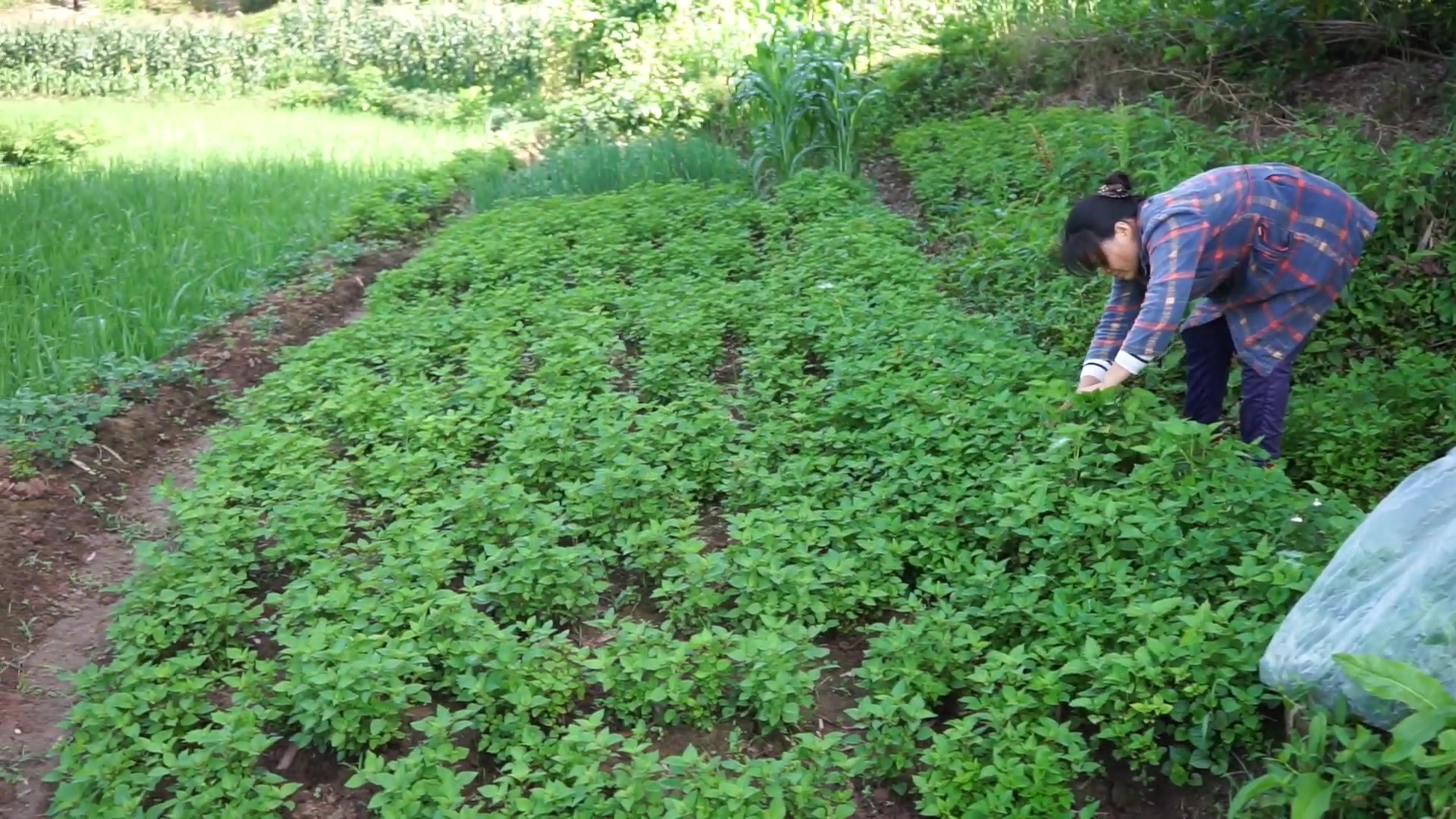 [图]一分耕耘一分收获，平凡而伟大的菜农