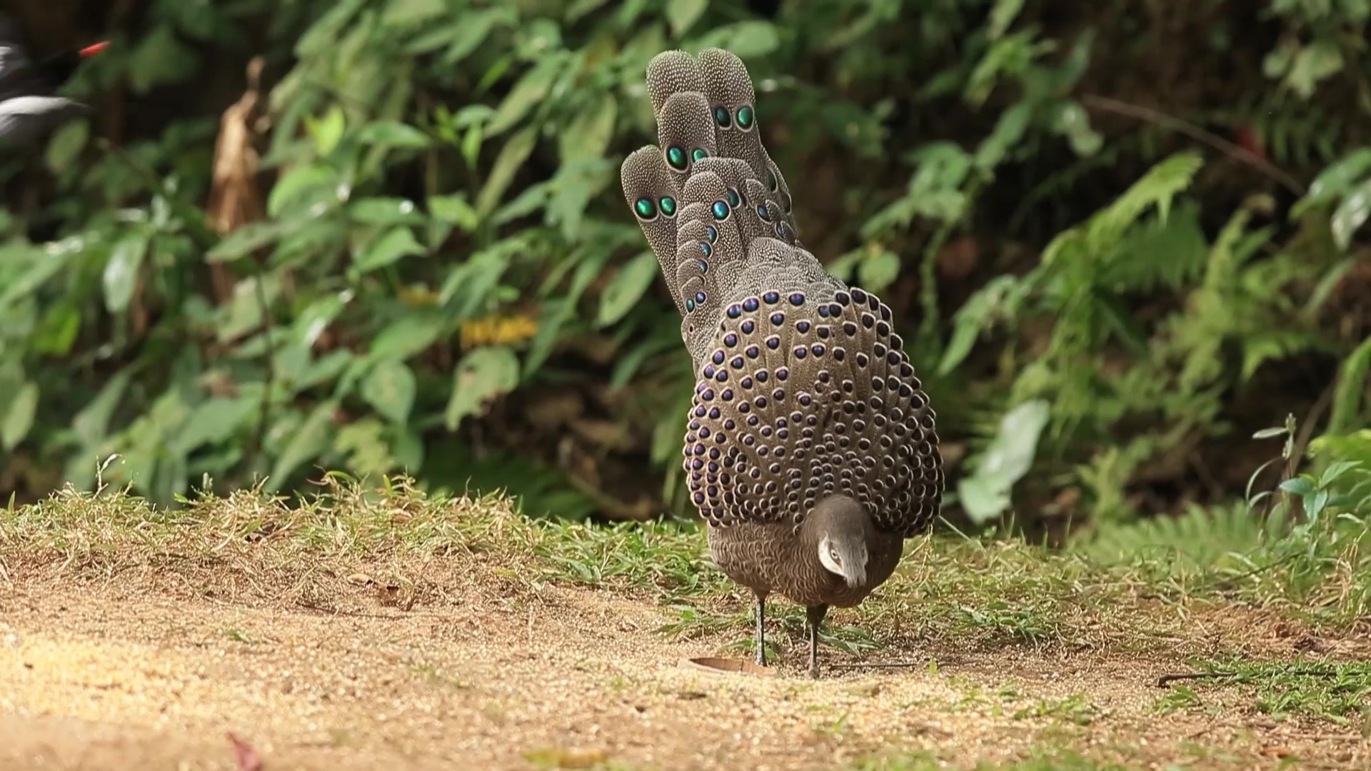 孔雀稚鸡,可惜抖毛的时候没有正对机位_哔哩哔哩 (゜-゜)つロ 干杯