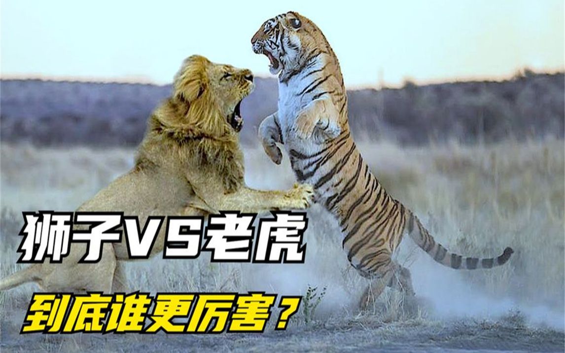 老虎vs獅子:森林之王老虎和草原之王獅子,你認為到底誰更厲害?