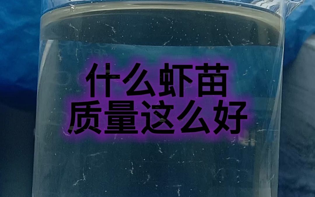 什么虾苗,质量这么好!它就是养殖致富的好帮手!哔哩哔哩bilibili