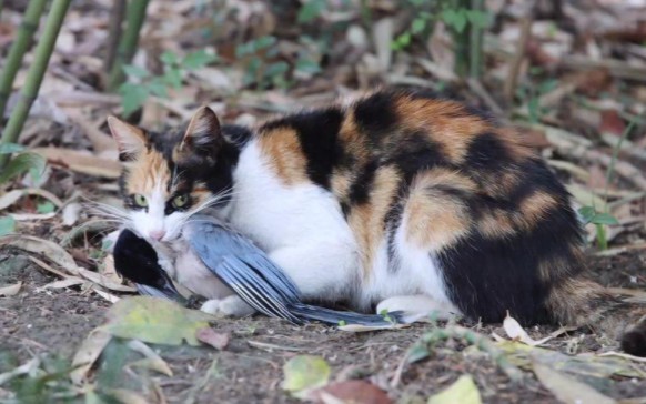 吐槽营销号: 流浪猫问题真的不需要重视吗?为什么某些猫奴子讨厌虐猫狂却从来不领养流浪猫?!!!哔哩哔哩bilibili