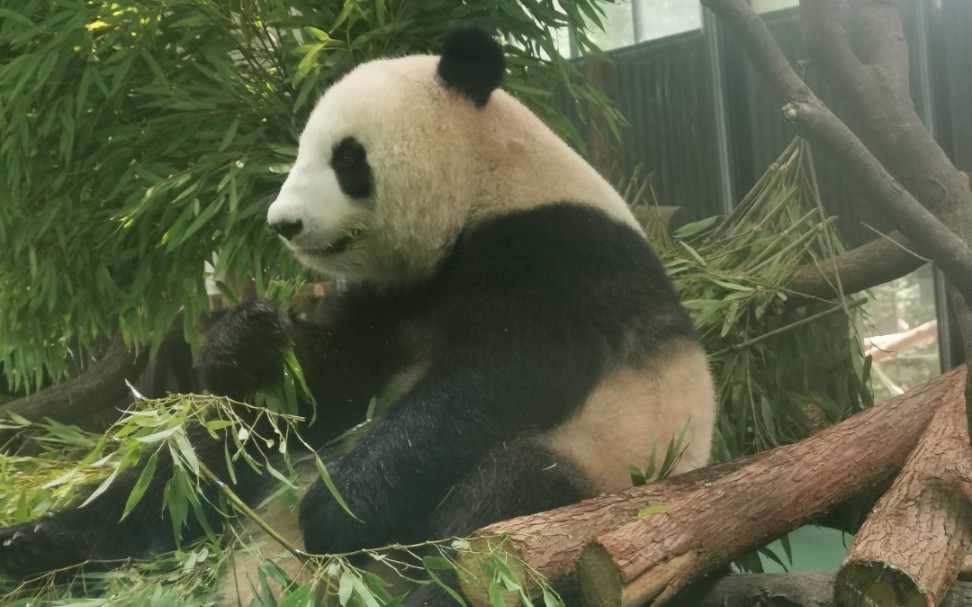 大熊猫星光生日15倍速侧脸吃播