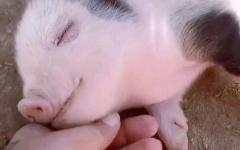 【小香猪】呼呼大睡,浑然不知被偷玩的小猪