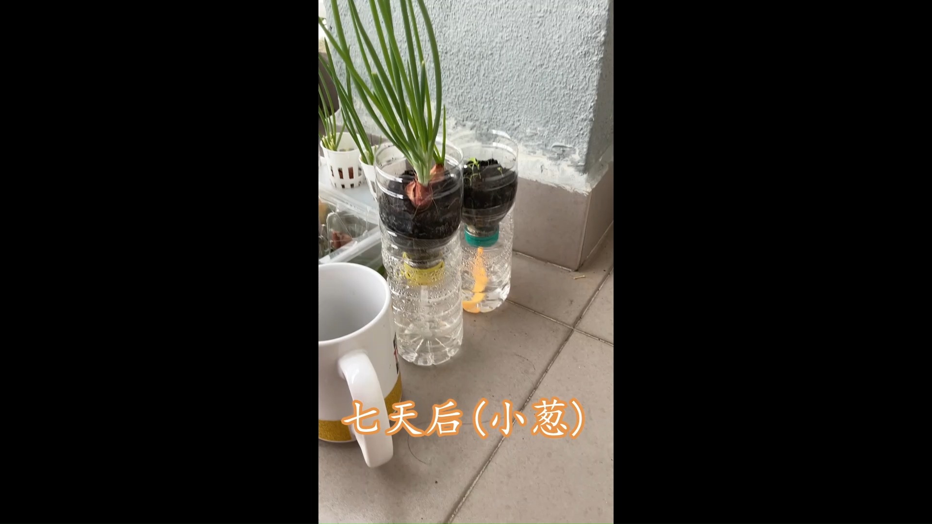 五年级rbt 单元四 都市里的绿意 制作矿泉水瓶育苗