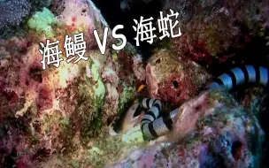 Download Video: 【海蛇vs海鳗】生存之战