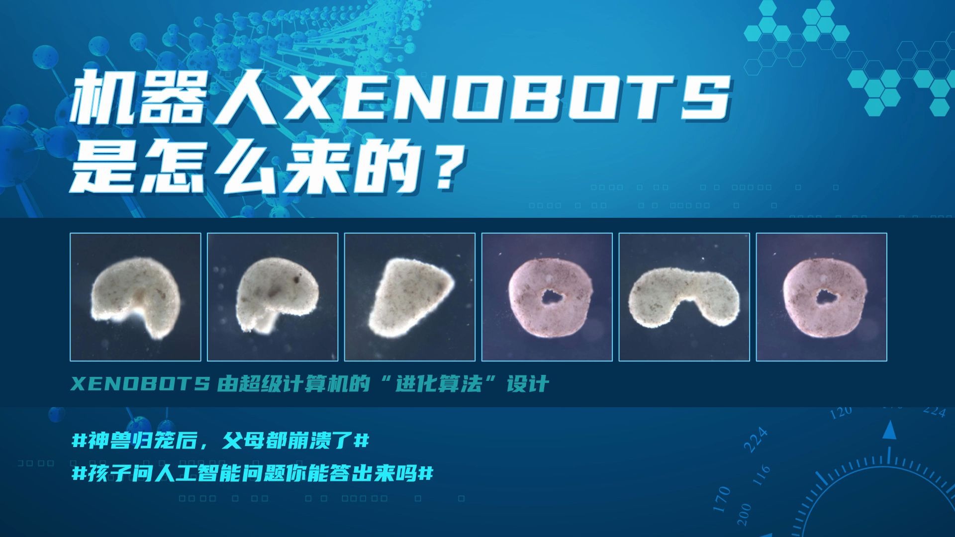 一分钟小视频让您了解微型生物活体机器人xenobots是怎么来的