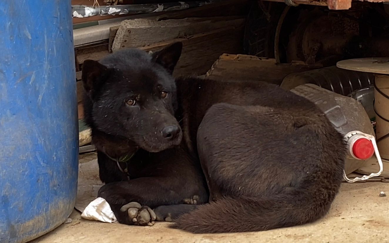 广西五黑狗就是帅气舌头全黑色想拿下狗主不卖好狗可遇不可求