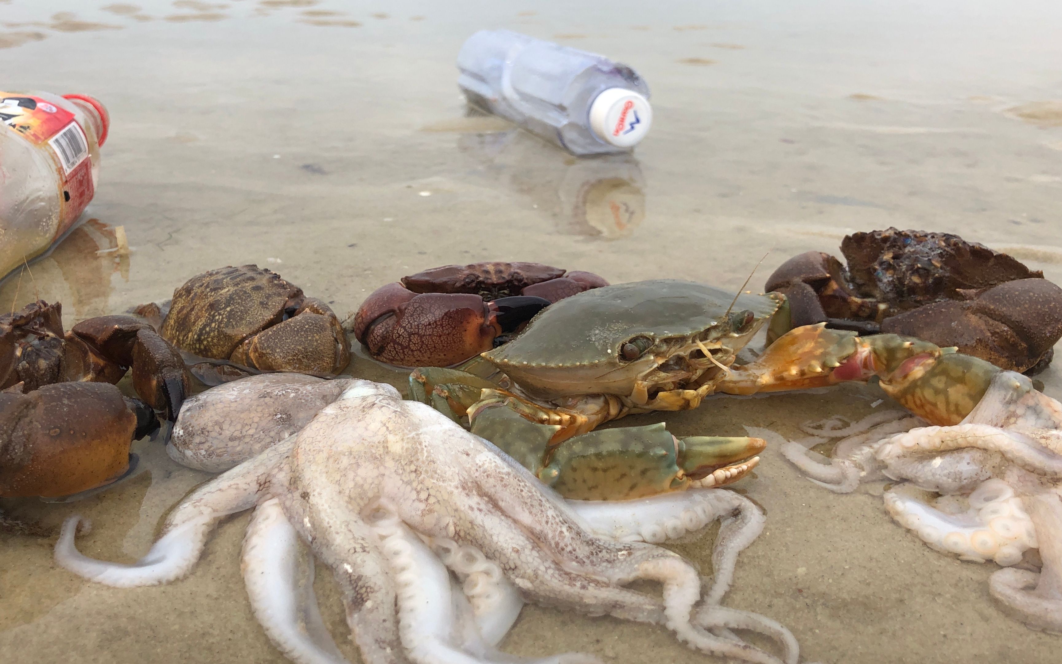 活动  退潮后全是海鲜,阿聪赶海发现海货的天堂,捡货跟捡钱一样好过瘾
