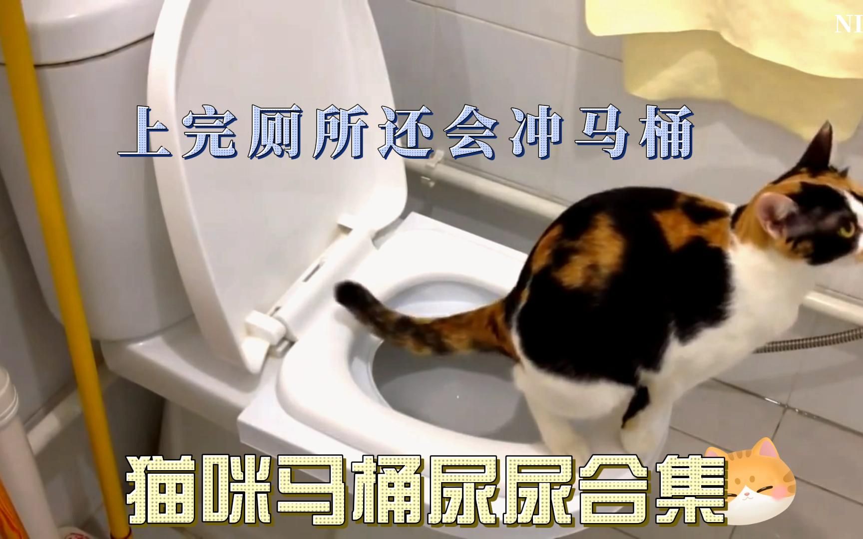 推荐:猫咪马桶尿尿合集,上完厕所还会冲马桶,爆笑!哔哩哔哩bilibili