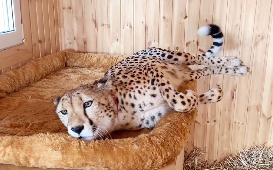 猎豹格尔达:妈妈,为什么不让我出去玩?