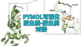 PYMOL可视化蛋白质-蛋白质分子对接