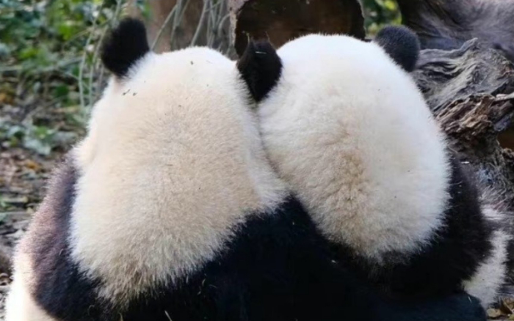 『大熊猫和花』和叶:已试过手感,我姐确实很好rua