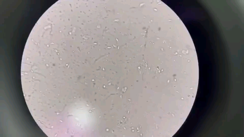比如视频里的滴虫有些幼犬幼猫腹泻还会常见球虫,治疗的用药都是不一