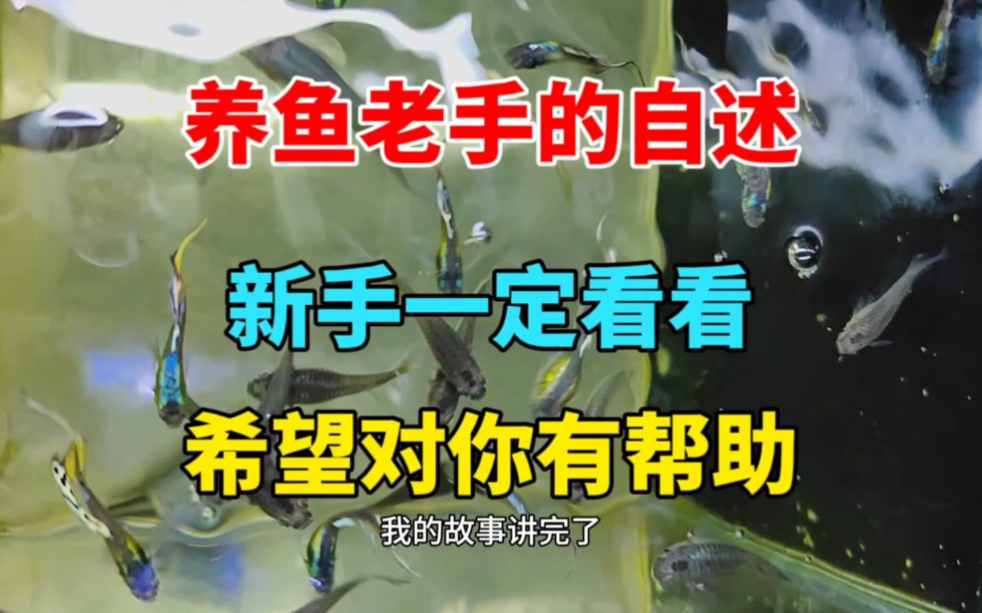 养鱼老手的自述,从新手一路摸爬滚打,逐渐变成养鱼老玩家哔哩哔哩bilibili