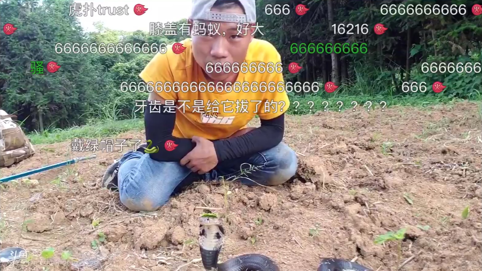 蛇我要让你请全村吃饭阿伟放印度神曲让蛇跳舞