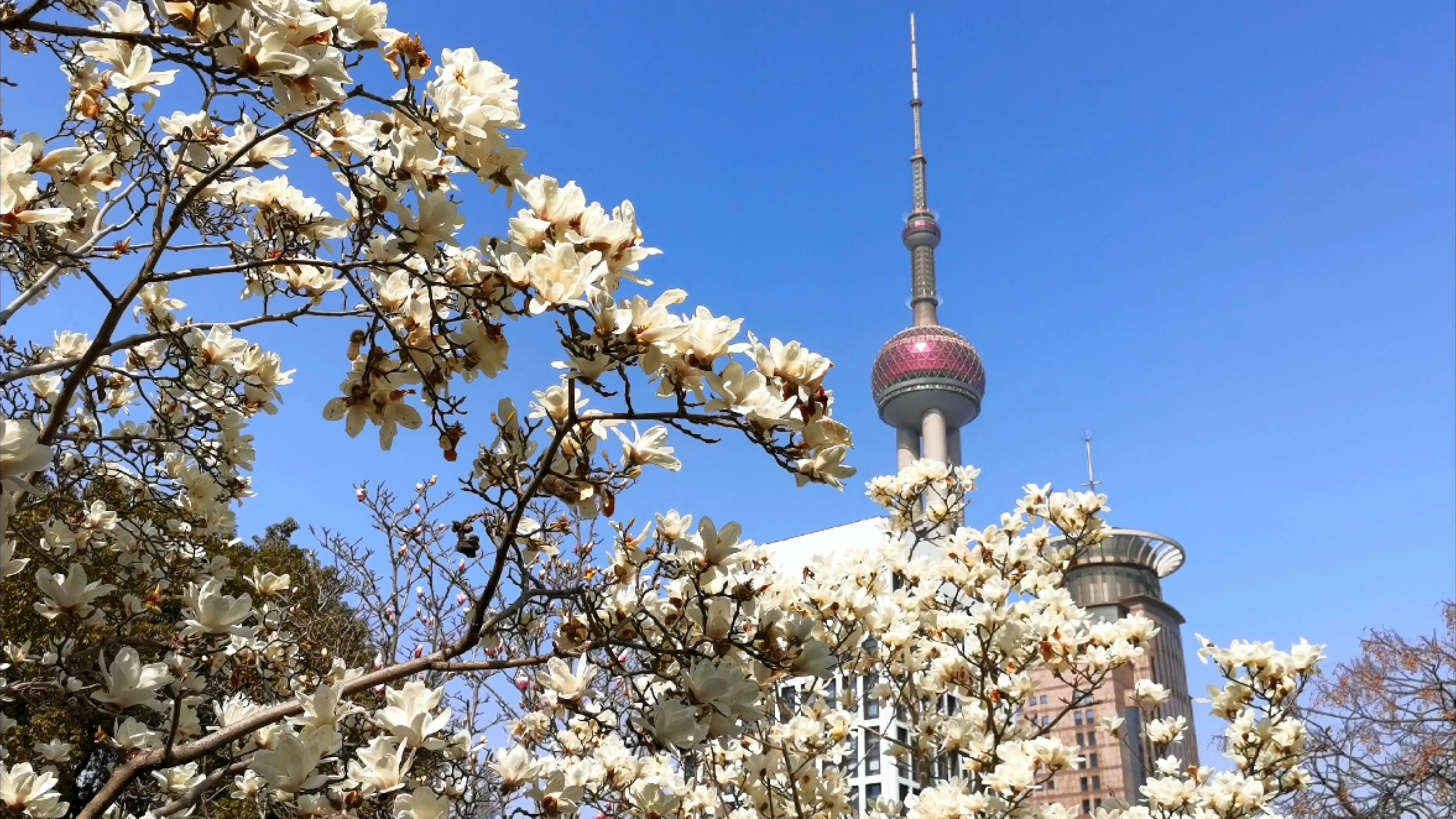 玉兰花,上海东方明珠