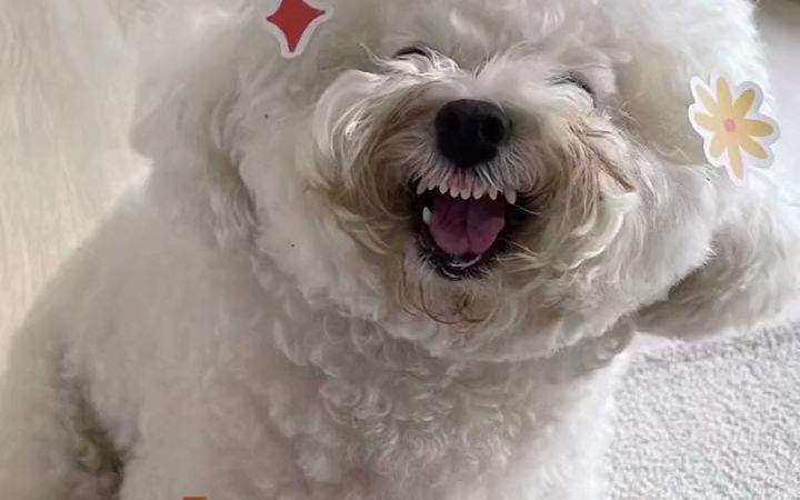 吃个饭而已 有必要龇牙咧嘴的吗北京比熊犬小狗 还做出了个表情包