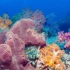 美到令人窒息的珊瑚礁海底世界