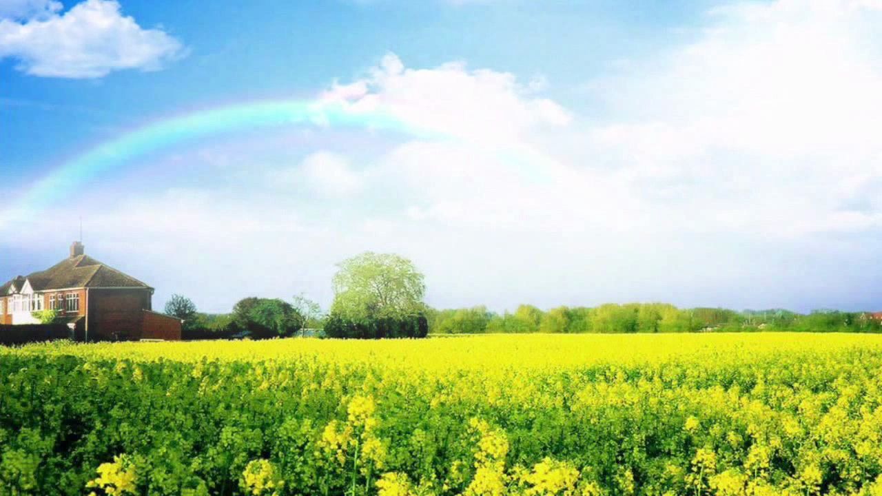 草地 彩虹 花海