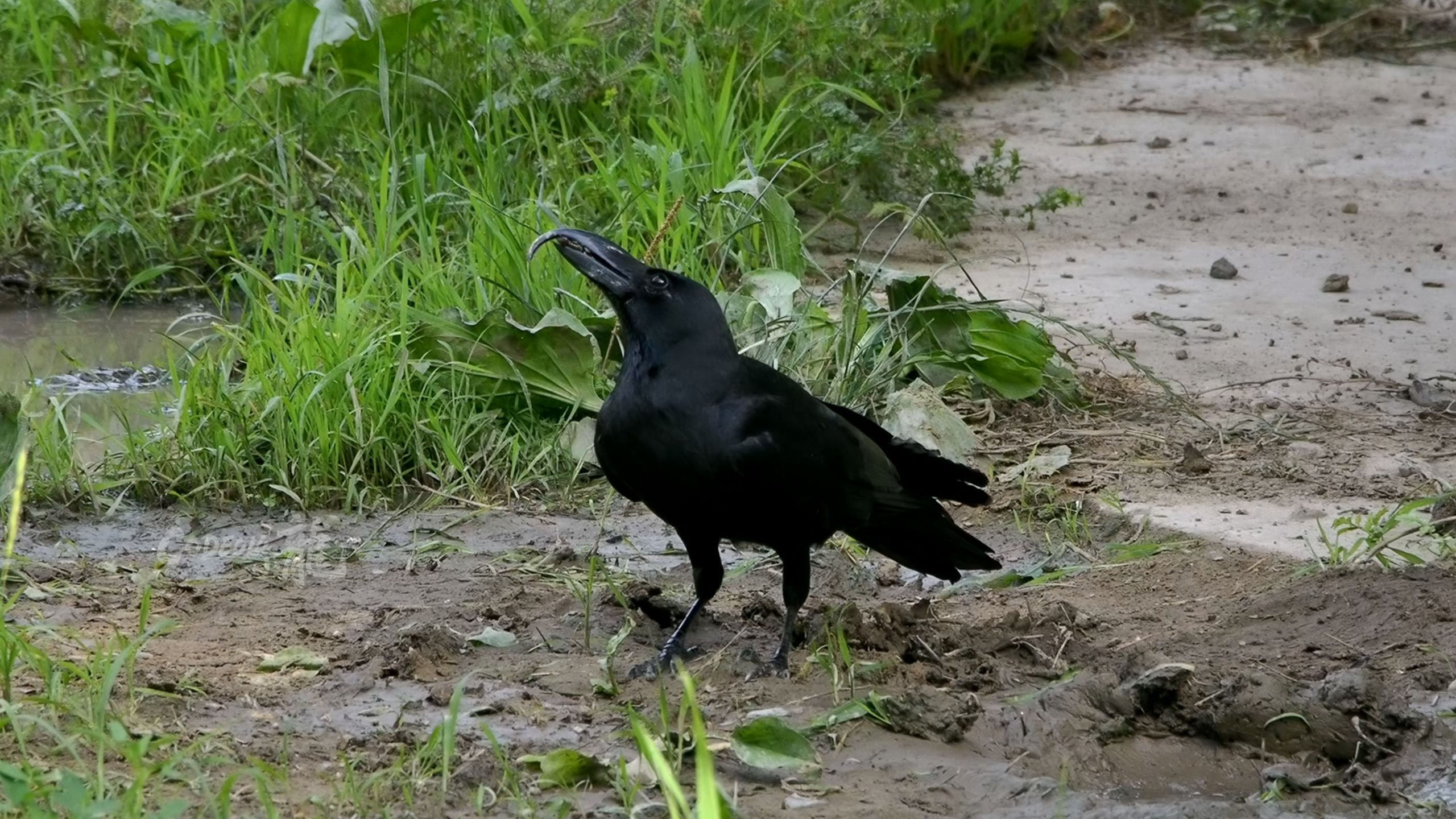 北京为什么那么多乌鸦 北京为什么那么多乌鸦