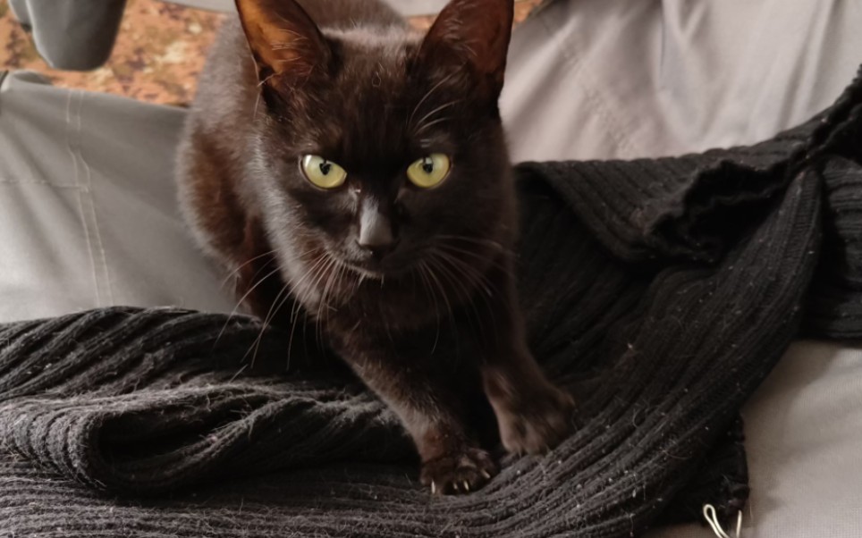 玄猫隐身,黑猫在黑猫窝踩奶