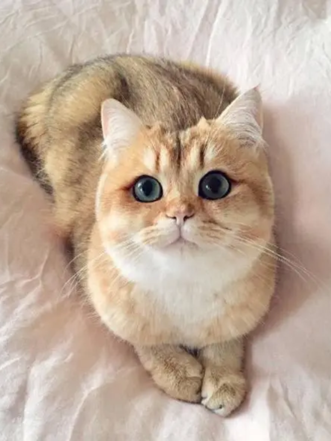 波喵5周年5_2_哔哩哔哩 (゜-゜)つロ 干杯~-bilibili