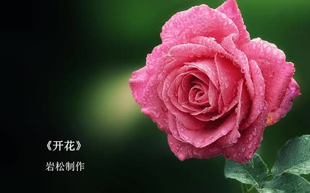 [图]听，花开的声音！