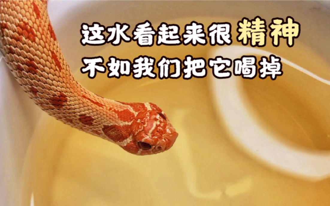 活动  猪鼻蛇喝水搭配古典音乐 解压 放松 必备