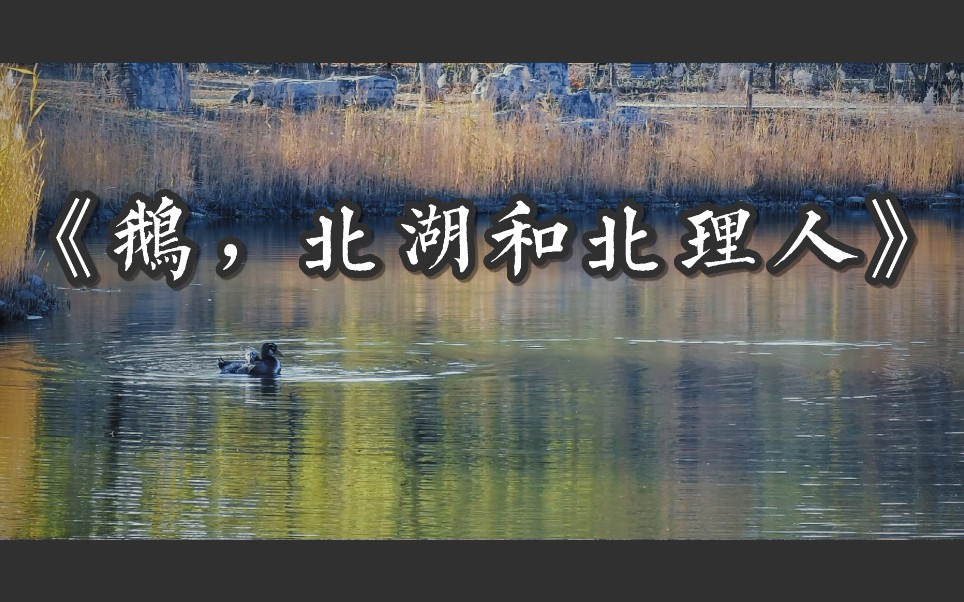 [图]《北湖，鹅和北理人》|秋日永远是浪漫与阳光的合集，我期待着与北理的重聚