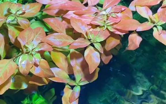 【水族】好养的后景水草,玫瑰丁香