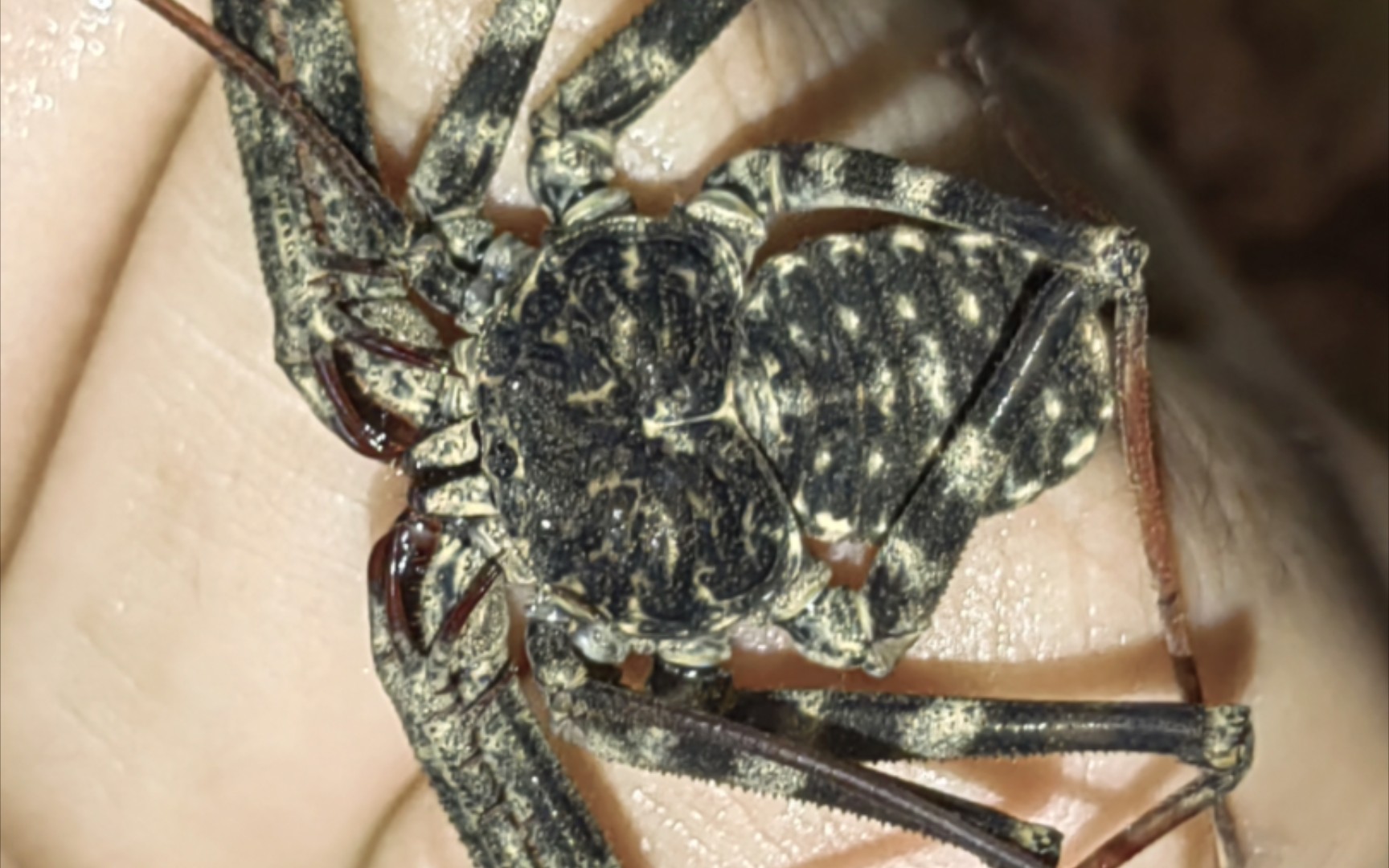 非洲魔王鞭蛛小苗