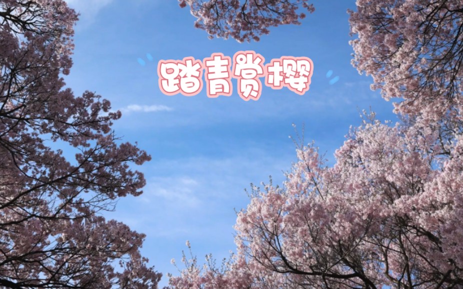 【风景】又到一年樱花季,最美日本樱花赏总集哔哩哔哩bilibili