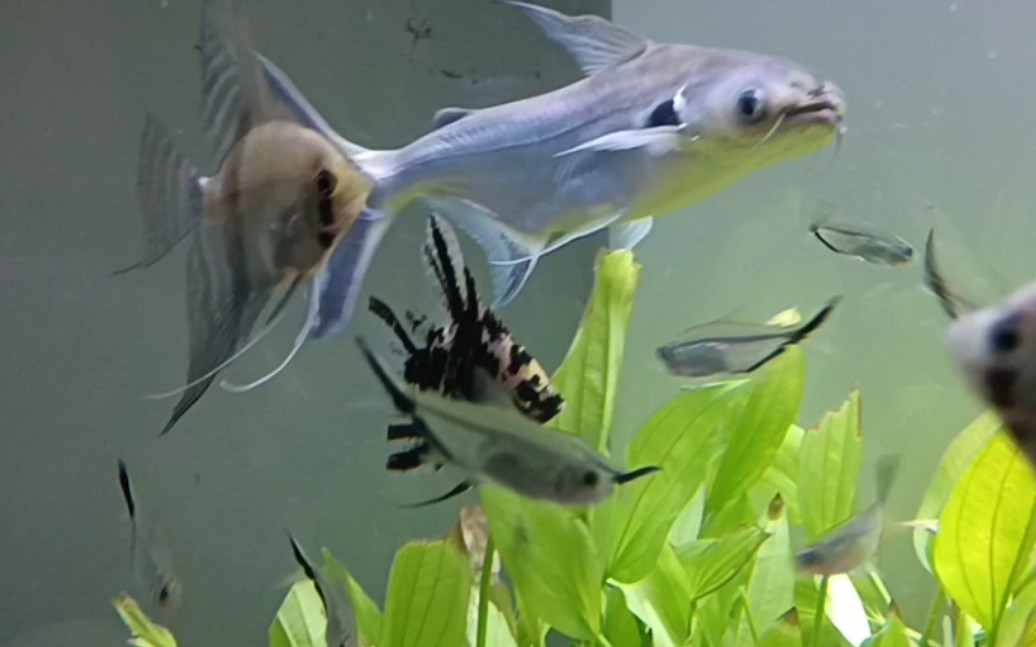 傻乎乎的劳伦迪鲨