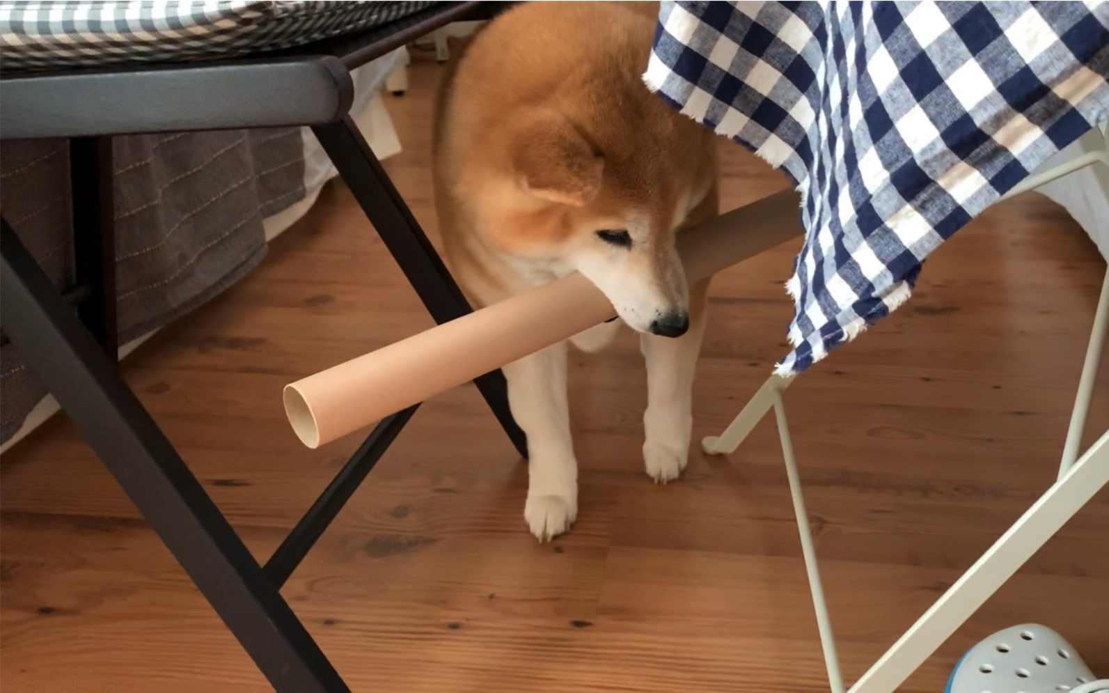 想看小柴犬叼着棍子被门框封印?