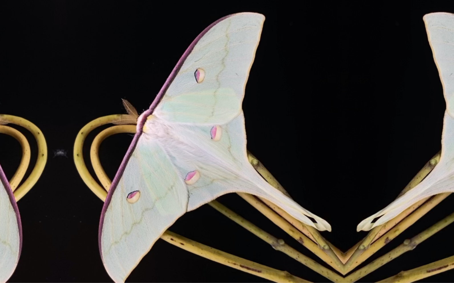 【大蚕蛾】云南尾大蚕蛾—仙气飘飘