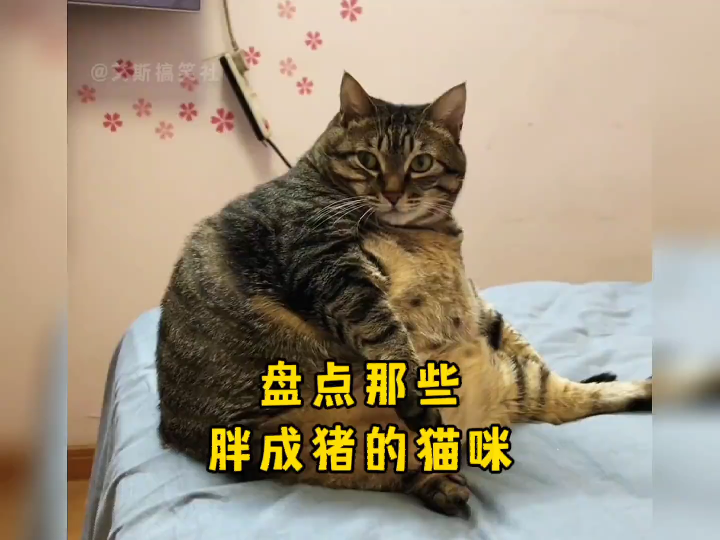 胖成煤气罐的猫