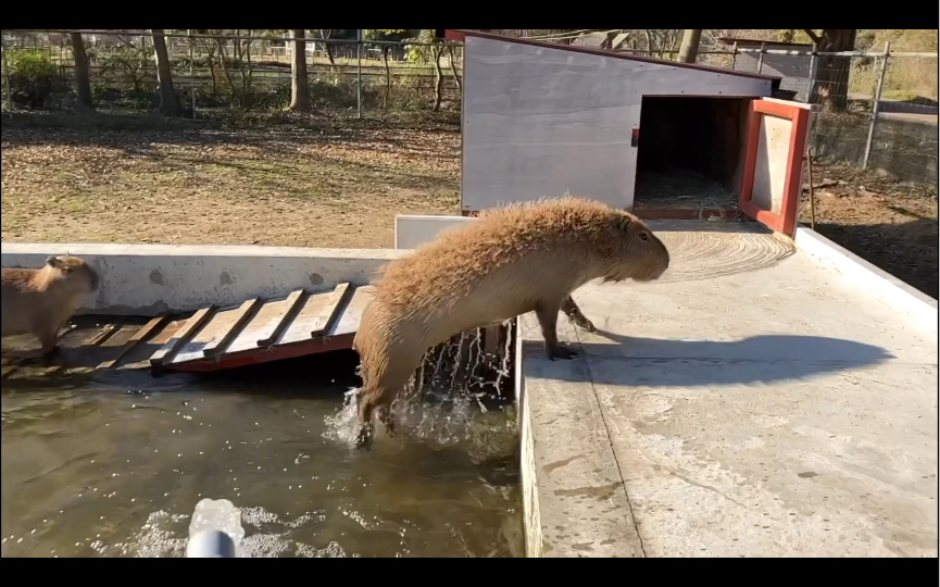慢动作欣赏豚子的优美身姿 三┏ ( 07ω07 )