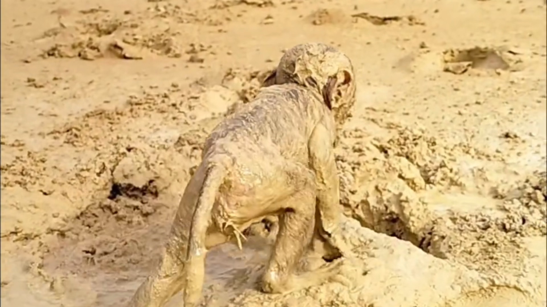 淘气的家养猴不小心掉进泥坑里