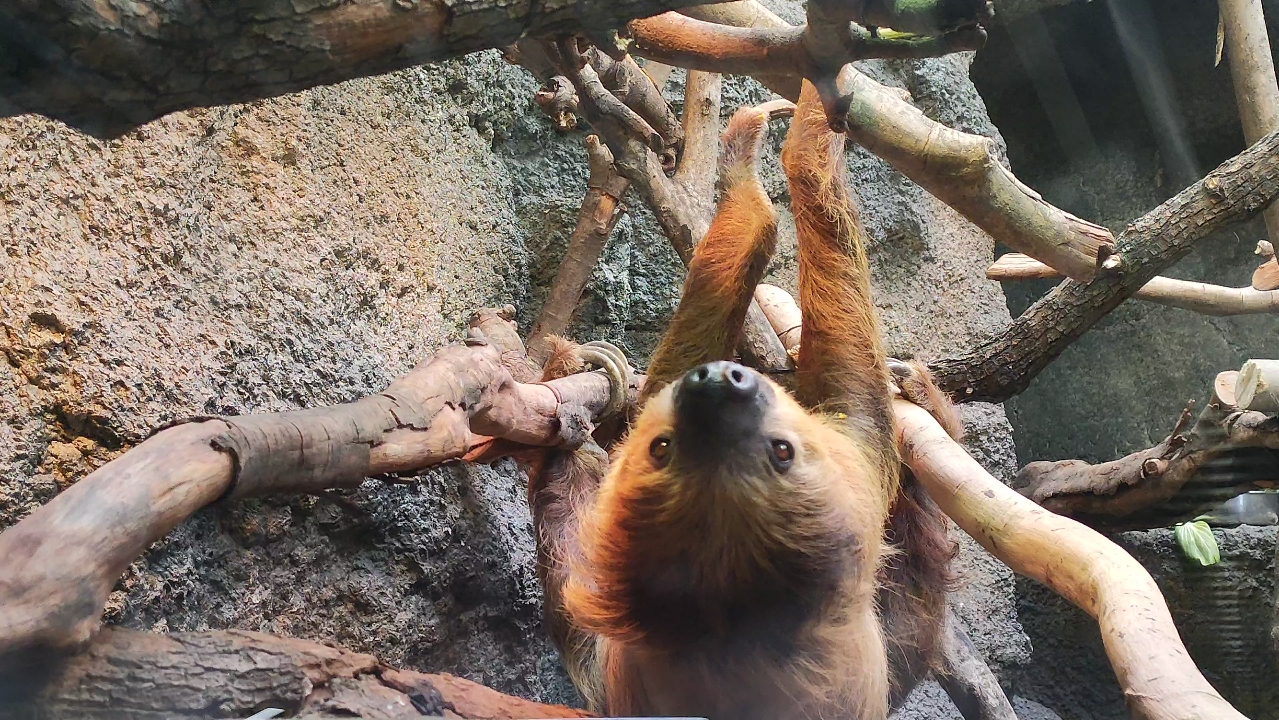 二趾树懒,仿佛开了0.5倍速