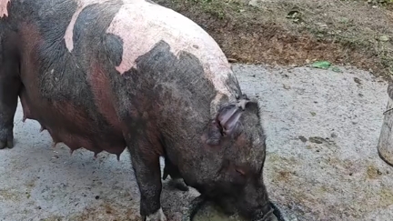 猪坚强 吃的真胖 ,母大儿肥 小仔非常健康!