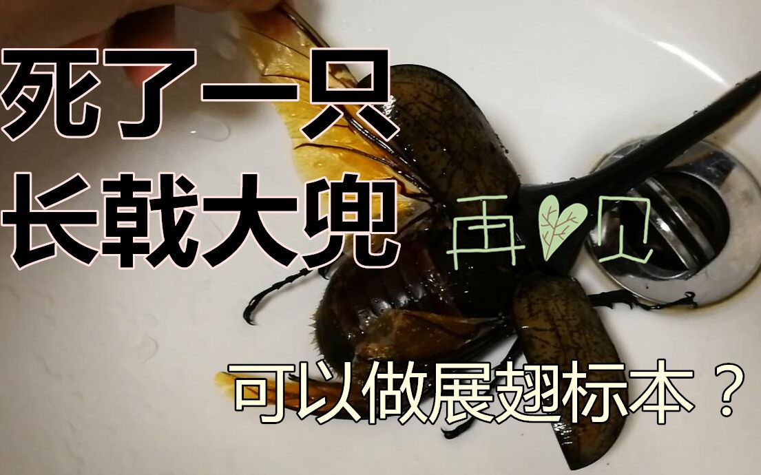 意外死亡的长戟大兜公虫可以做展翅标本