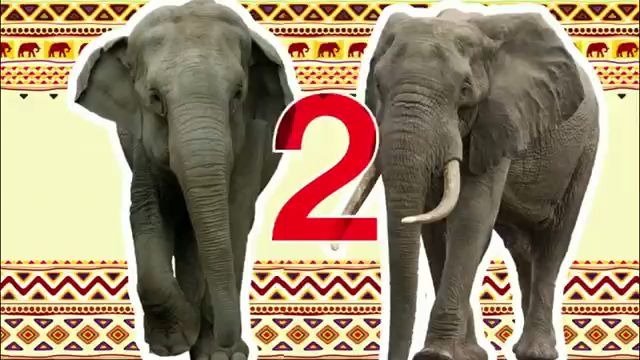 LV5-4-11_things_you_never_knew_about_elephants