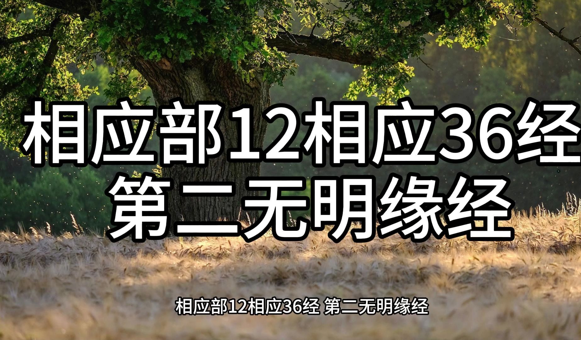 78.相应部12相应36经 第二无明缘经(白话佛经)解说哔哩哔哩bilibili