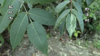 草药植物 犁头草 农村田地很常见的 请不要小看它的用途 哔哩哔哩 Bilibili