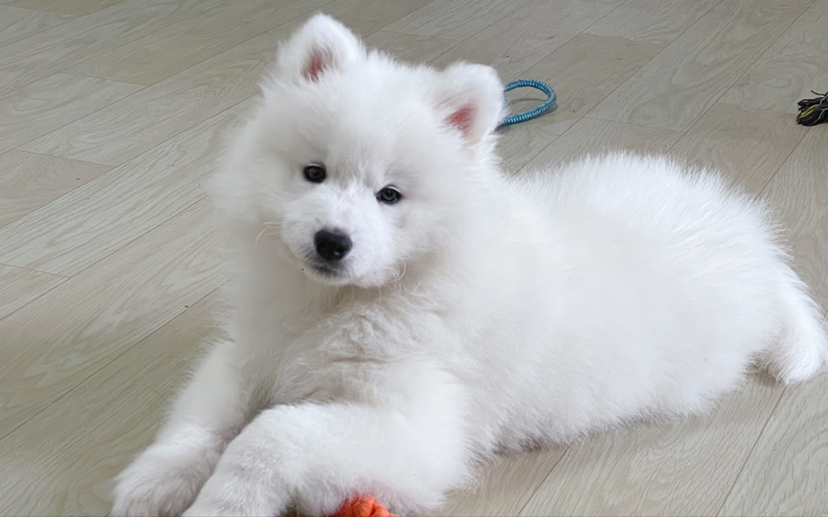 【萨摩耶】耳朵竖的像天线