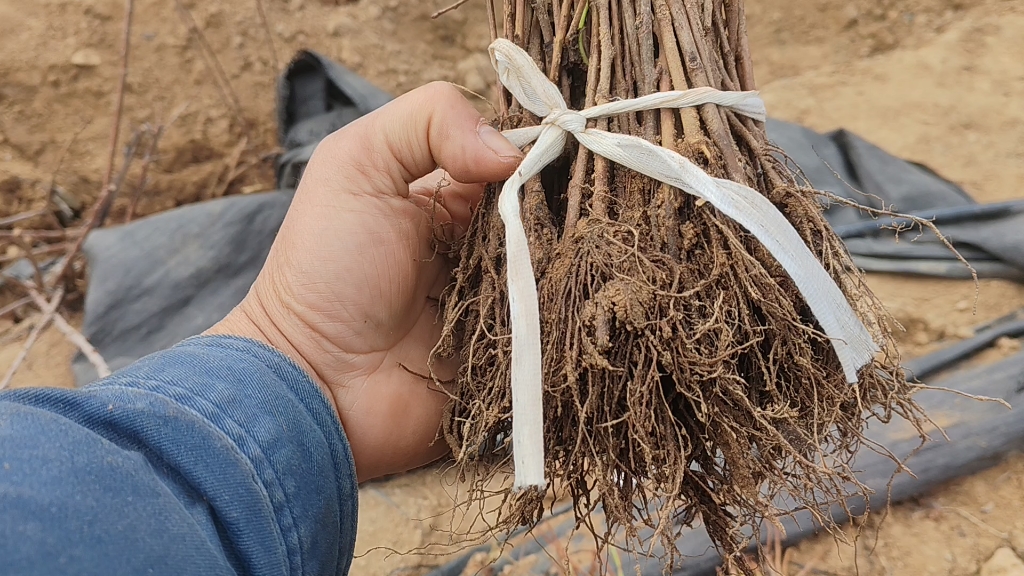 吉塞拉砧木苗,6号,12号,y1 17号等品种齐全质量上乘!樱桃嫁接砧木