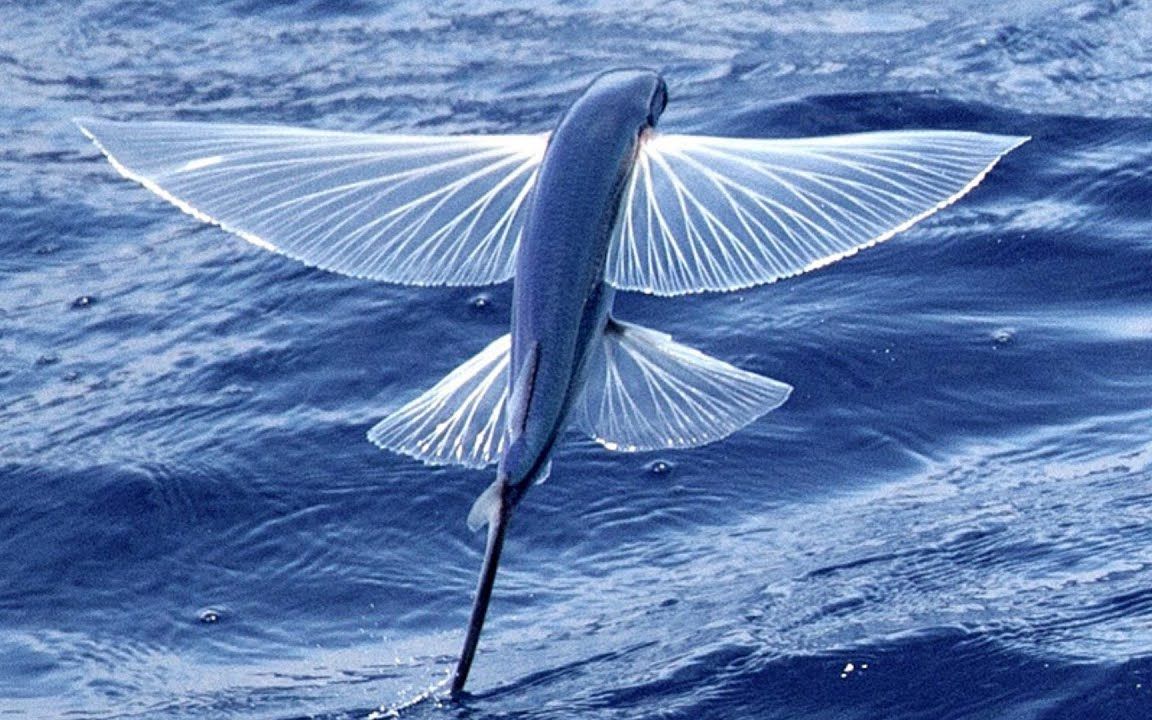 海里的飞鱼真的会飞吗?它们为什么要飞出水面?