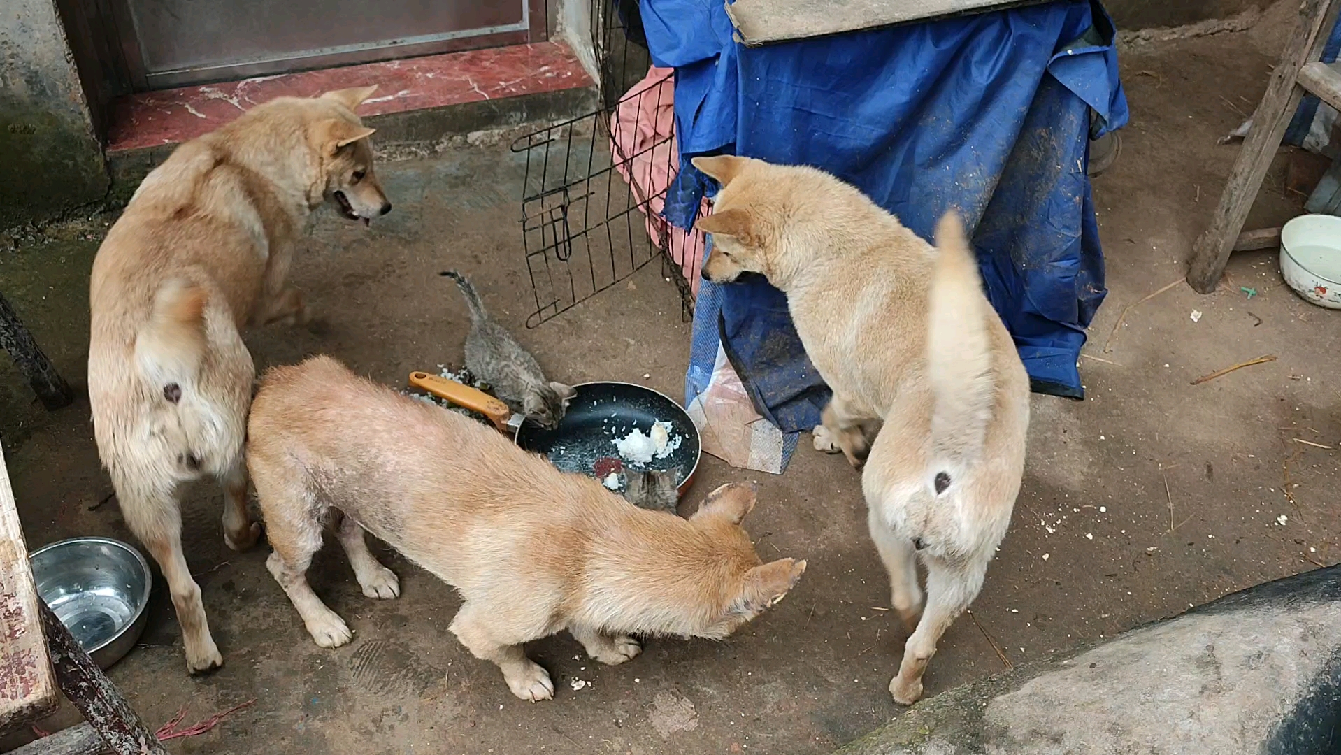 [图]猫狗的幸福生活4